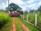 Coconut Grown Land Facing Bus Rd Anamaduwa - Putlam District Chillaw