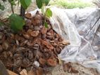 Coconut Husk Chips Cutting Machine