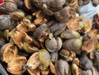 Coconut Husk