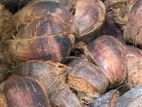 Coconut Husk