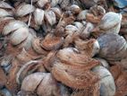 Coconut Husk