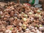 Coconut Husk தேங்காய் மட்டை