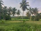 Coconut Land (1 Acre) for Sale Kurunegala, Maspotha
