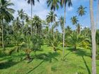 Coconut Land Estate Kurunegala