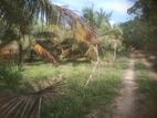 Coconut Land For Sale Anamaduwa