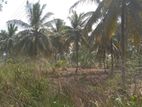 Coconut Land for Sale Anamaduwa
