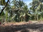 coconut land for sale at Horana (IKR -84)
