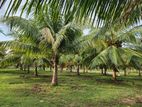 Coconut Land for Sale at Palai