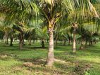 Coconut Land for Sale at Palai