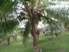 Coconut Land For Sale Beliaththa (10070sm)