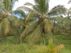 Coconut Land For Sale Beliaththa (1007sm)