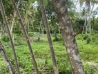 Coconut Land For Sale Beliaththa