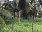 Coconut Land For Sale Chilaw