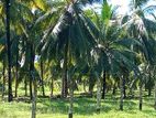 Coconut Land for Sale Embilipitiya