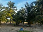 Coconut Land for sale Manalsenai Komari