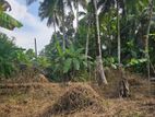 Coconut Land For Sale