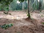 Coconut Land for Sale Delgoda