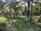 Coconut Land for Sale බිංගිරිය