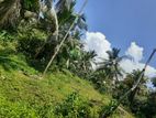 Coconut Land for Sale Gampaha