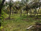 Coconut Land for Sale Ibbagamuwa 10.05