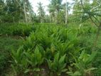 Coconut Land for Sale in Alawwa