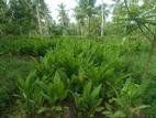Coconut Land for Sale in Alawwa