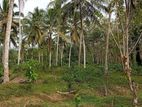 Coconut Land for Sale in Batagoda