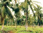 Coconut Land for Sale in Batuwatta