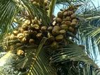 Coconut Land for sale in Chilaw | Adigama