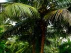Coconut Land for sale in Chilaw | Adigama