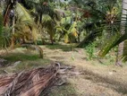 Coconut land for sale in Chilaw