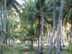 Coconut Land For Sale in Dabadeniya (5021sm)