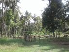 Coconut Land for Sale In Dambadeniya