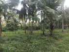 Coconut land for sale in Dambadeniya