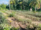 Coconut Land For Sale in Dankotuwa