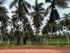 Coconut Land for Sale in Dankotuwa