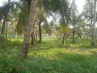 Coconut Land For Sale in Dankotuwa