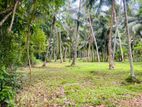 Coconut land for sale in Delgoda