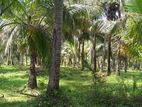 Coconut Land For Sale In Hakmana