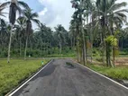 Coconut Land for Sale in Homagama