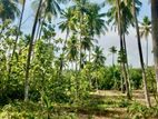 Coconut Land for Sale in Kakanadura Mathara