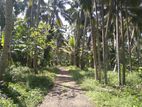 Coconut Land For Sale in Kegalle – Rambukkana