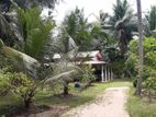 Coconut Land for Sale in Kurunagala