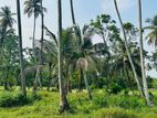 Coconut Land for Sale in Kurunagala