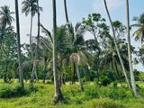 Coconut Land for Sale in Kurunagala
