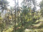 COCONUT LAND FOR SALE IN KURUNAGALA (SP459)