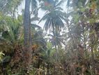 Coconut Land for Sale in Kurunegala (SP459)