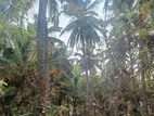 Coconut Land for Sale in Kurunegala (SP459)
