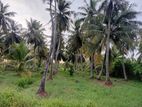 Coconut Land for Sale in Madampe