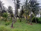 Coconut Land for Sale in Madampe